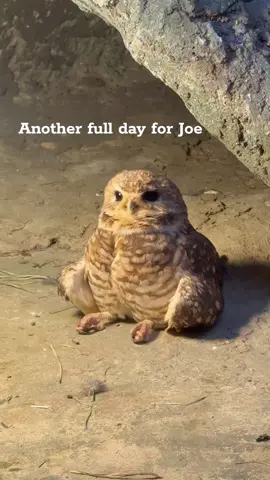 He's a busy bee Video: Amanda Stine, Lead Animal Keeper #bmd #boonshoftmuseum #owl #burrowingowl #joeburrow #joetok 