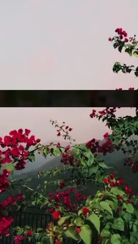 humna phulo sa zakham kha a ha Tum to gari ki bat krta ho hum.na apna b nfak#ustadnfak #nfaklovers #plzunfrezemyaccount #plzsupport #nfaklines 