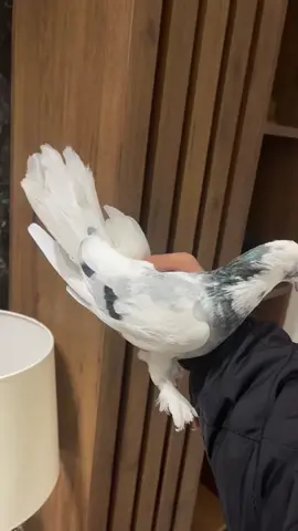 #تبارك_الله #ماشاءالله #oops_alhamdulelah 