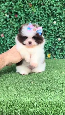 Qual nome você acha que combina com ela? 🥰🤎🤍 ⠀⠀⠀⠀⠀⠀⠀⠀⠀ ⠀⠀⠀⠀⠀⠀⠀⠀⠀ ⠀⠀⠀⠀⠀⠀⠀⠀⠀ ⠀⠀⠀⠀⠀ ⠀⠀ #spitzalemaobrasil #spitzalemao #luludapomerania #pomeranian #spitzlove #spitzlovers #pomerania #spitzdog #spitz 