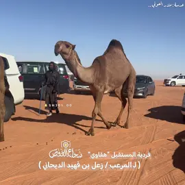 هقاوي🌷.. #زعل_الديحاني #مروعات_الصفر #فردي_دق_صفر #مهرجان_الملك_عبدالعزيز_لمزاين_الابل9 #السعوديه #فرديات_الصفر 