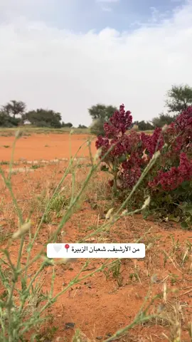 #سعدالحربي #اكسبلورexplore 