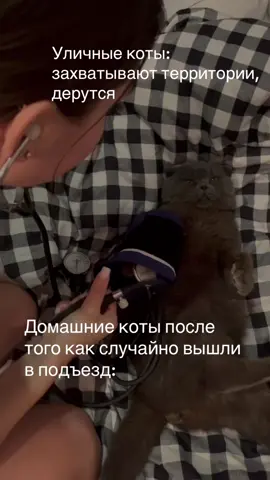 #кот#rec #recommendations #Тоша 