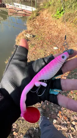 Crazy swimming for this lure 🦩🩷 #pisellino15 @Tycoon Lures #pikefishing #fishing #pike #pikelures #fishinglures 