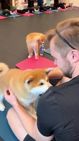 #akita #akitainu #akitadog #dog #puppy #fun #puppy #viral #fun #Love #loveyou #funnyvideos #puppyogalietuva #viraltiktok #lietuva🇱🇹 
