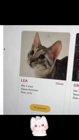 when your owners cant settle for simplicity and choose you to stand out above the rest 💪 #fyp #fypシ #foryoupage #cats #feline #name #epic #longname #funnyvideo #wtf 