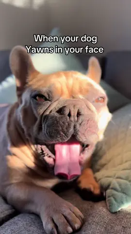It staaaaaanks 🐟🤮😷 #dogbreath #smellydog #funnydog #dogmeme 