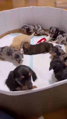 Don't let this holiday season pass you by. Have you a new companion.  #shorthaireddachshund #puppiesforadoption #cutedachshund #dachshundpuppies #doxiesoftiktok #dachshundpuppy #dachshundsoftiktok #dachshundpuppy #cutestthingever #dachshund #fypviral #fypシ #doxie #petdelivery #puppiesforsalecalifornia #longhairedminidachshund #sausagedog #wienerdogs #akcregistereddachshunds #longhaireddachshund #fyp