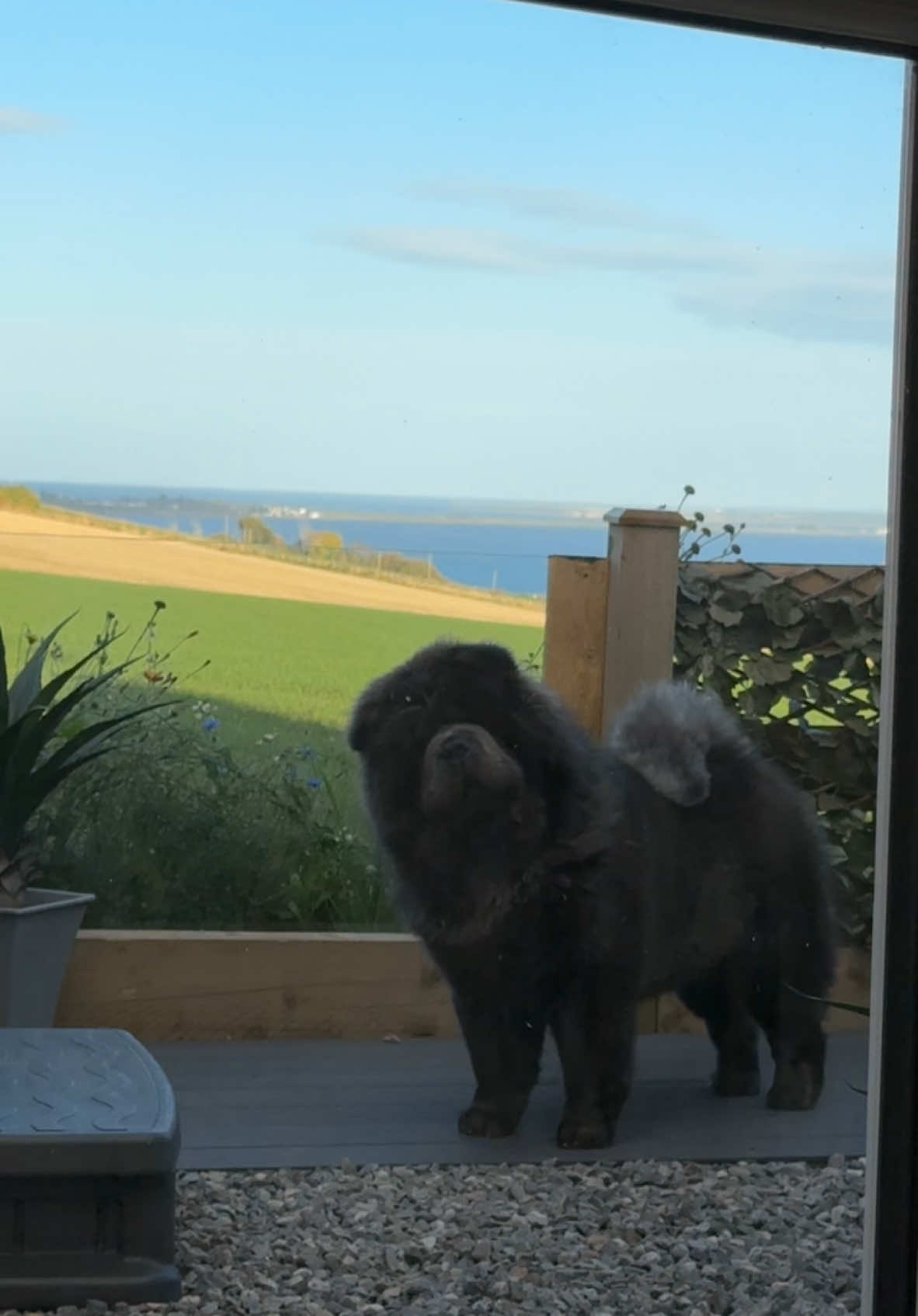 when mum and dad open the snacks without you 😲… #chowchow #chowchowdog #bluechowchow #dogsoftiktok #fy #fyp #fypシ゚viral #foryou #chowsoftiktok #chowchowlife #aberdeen #dogtok #funnydogsoftiktok 