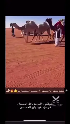 دق منقية مهل بن سهل ال جبر المصارير #اكسبلورررررر فخمات الجزيره #البل #