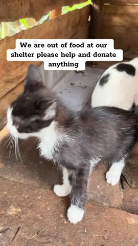 We are out of food at our shelter please help and Kayizzi house ofcats anything We are out of food at our shelter please help and donate anything #help #helpme #helpmeplease #videoviral #catlover