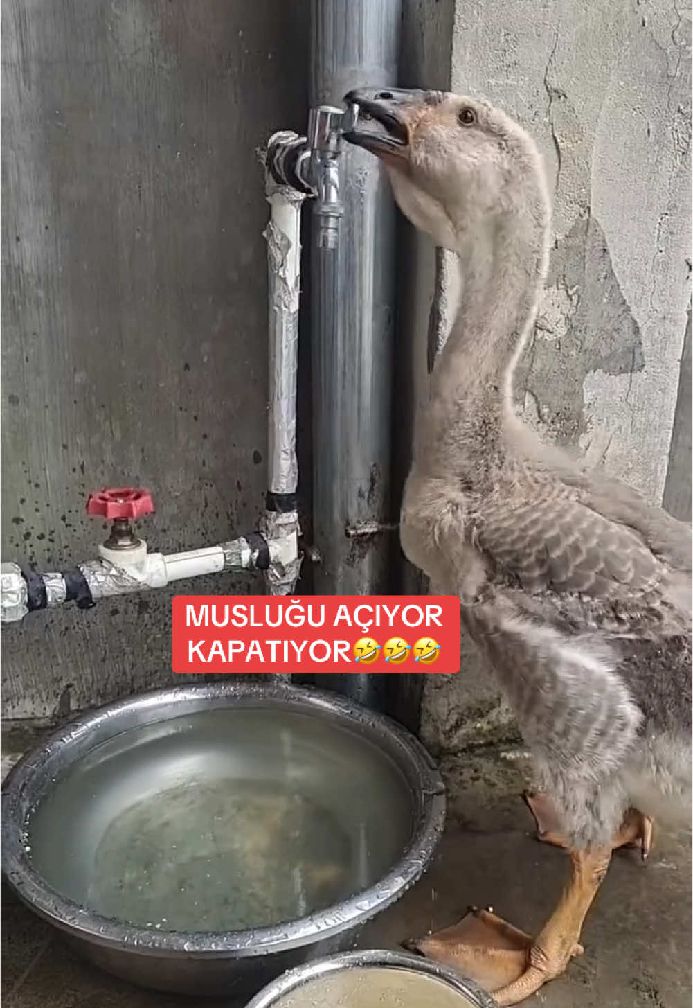 #keşfet #keşfet #keşfet #keşfet #keşfet #keşfet 