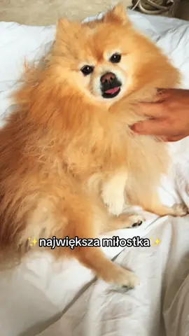 Joysticzek ♥️ #dog #cutedog #pom 