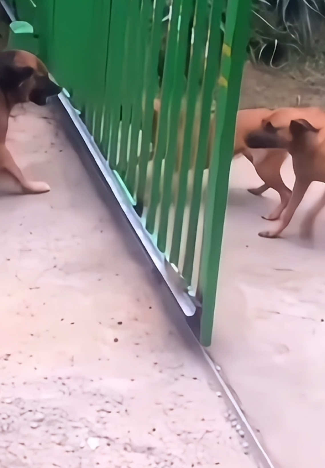 The gate is sliding and so is their courage!  Anybody else have a dog that is all bark and no bite? 😂 🐶 #fyp #fypシ #dogsoftiktok #barking #funnydogs #pawspauseplay #dogmom #dogdad #allbarknobite 