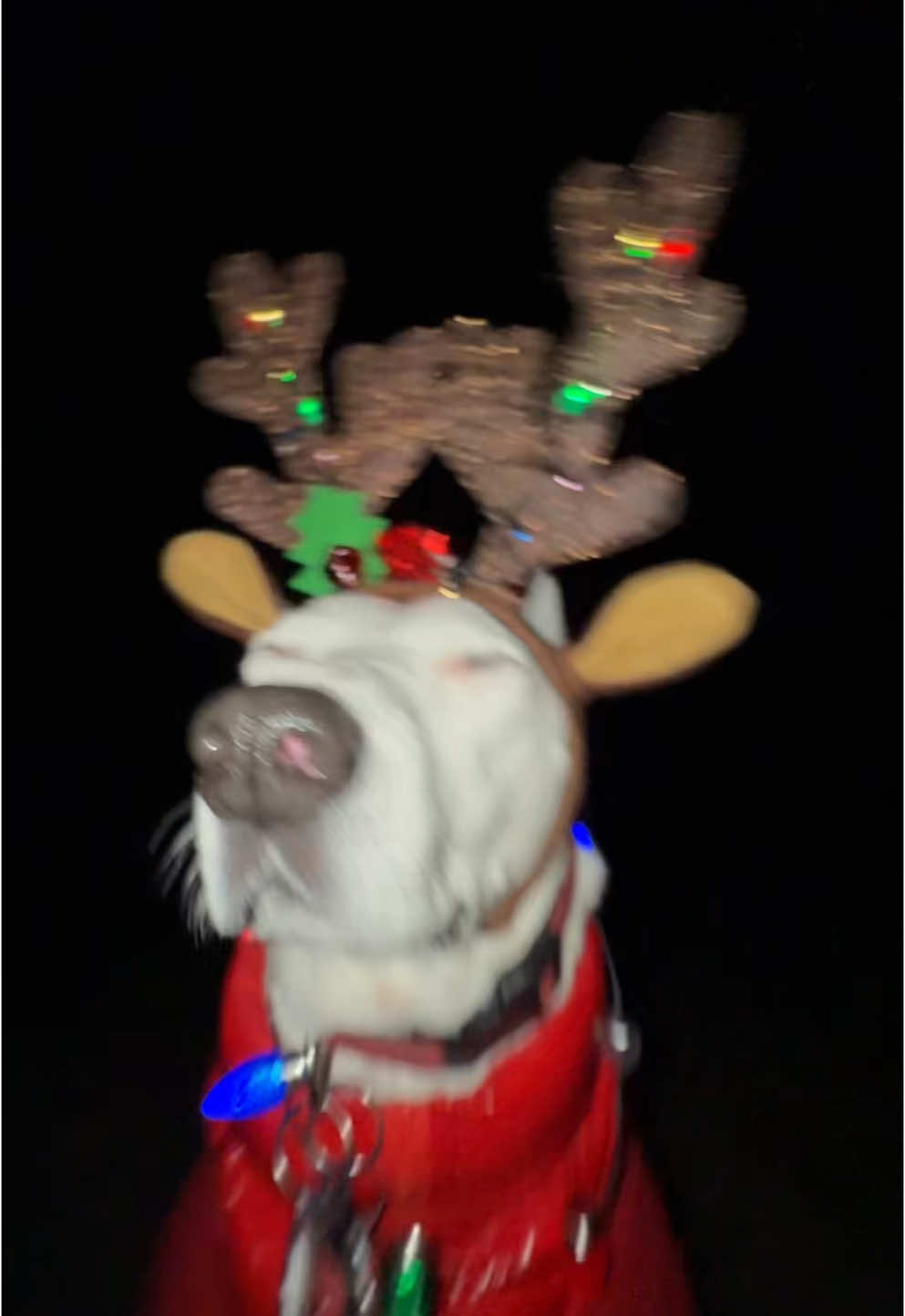 Biscuit (Karen Bark) is feeling jolly! #christmas #holiday #doggy #maine 