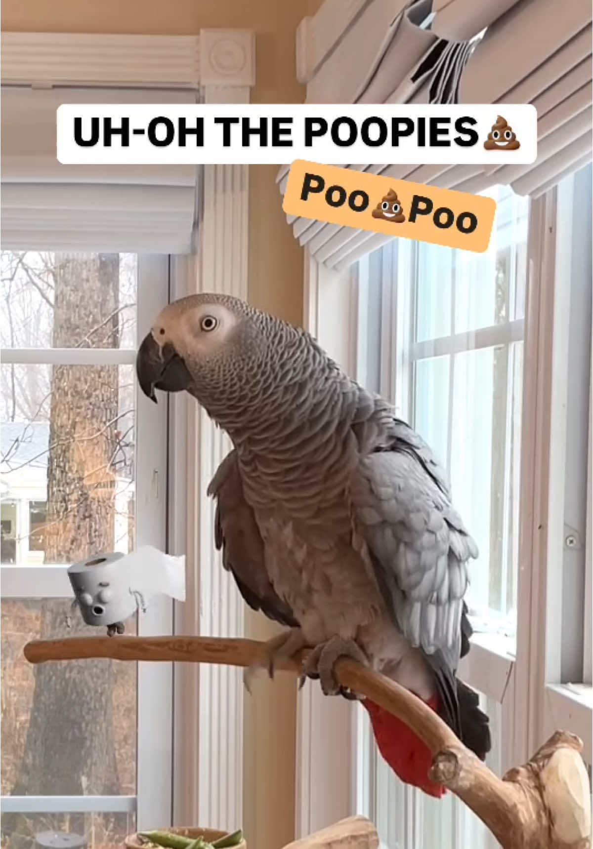 I like to announce my Poopies💩💩🦜💕Feel my love everyday - get my Symagirl merch today! I have adult and kids Ts, hoodies and mugs! LINK IN BIO! Scroll when you’re there to find more of your favorite Symagear! #symontheafricangreyparrot #talkingparrot #babyparrot #congoafricangrey #africangrey #africangreyparrot #parrotsofinstagram #africanparrot #petsofinstagram #birds #cag #talkingbird #crazybird#birdsofinstagram #sillybird #parrots #pets #redbuttchicken #funnyparrot  #crazyparrot #smartbird #happyparrot #talkingbird #counting #countingtofive