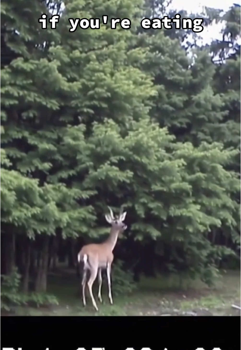 Deer starts dancing🥺 #deer #babydeer #deertiktok #animalsoftiktok #animals #fyp #parati 