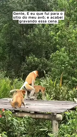 Não dá pra acreditar 💔 #sitio #roca #macaquinho #mato #onça #avo #animal #filhote 