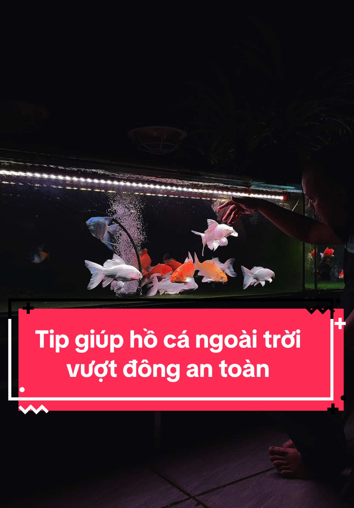 Anh em nuôi cá hồ kính ngoài trời làm cách nào để vượt qua mùa đông? # @Tuấn Mê Cá #tuấnmêcá #menuoica #hocadongian #tulamhoca #hocatuanmeca #cachepphitan #cachepphitando #hocasanthuong #nuoicatrensanthuong #nuoicamuadong 