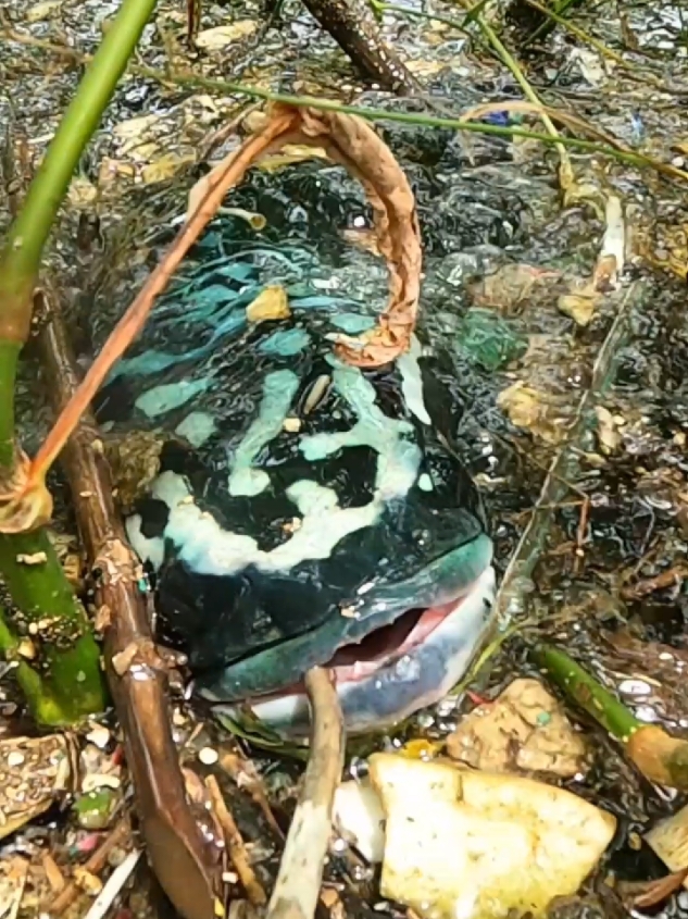 Mau heran tapi ini asli penampakan ikan toman monster di alam liar #fishing #fyp #trending 