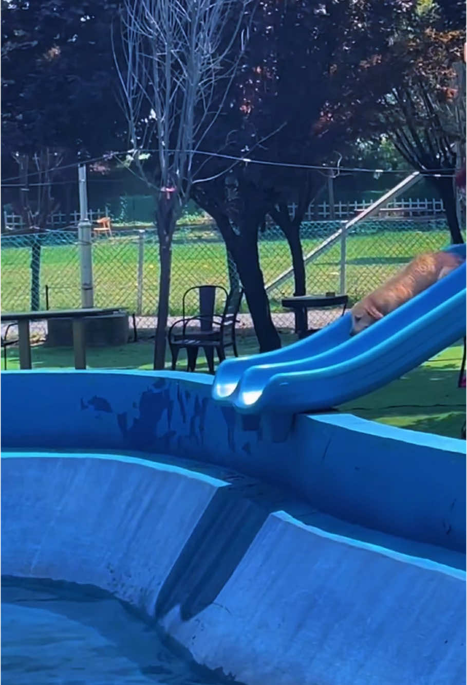 Dog love water!#dog#funny#funnyanimals#funnypets#animals #dogsofttiktok #pet #foryou #longervideos