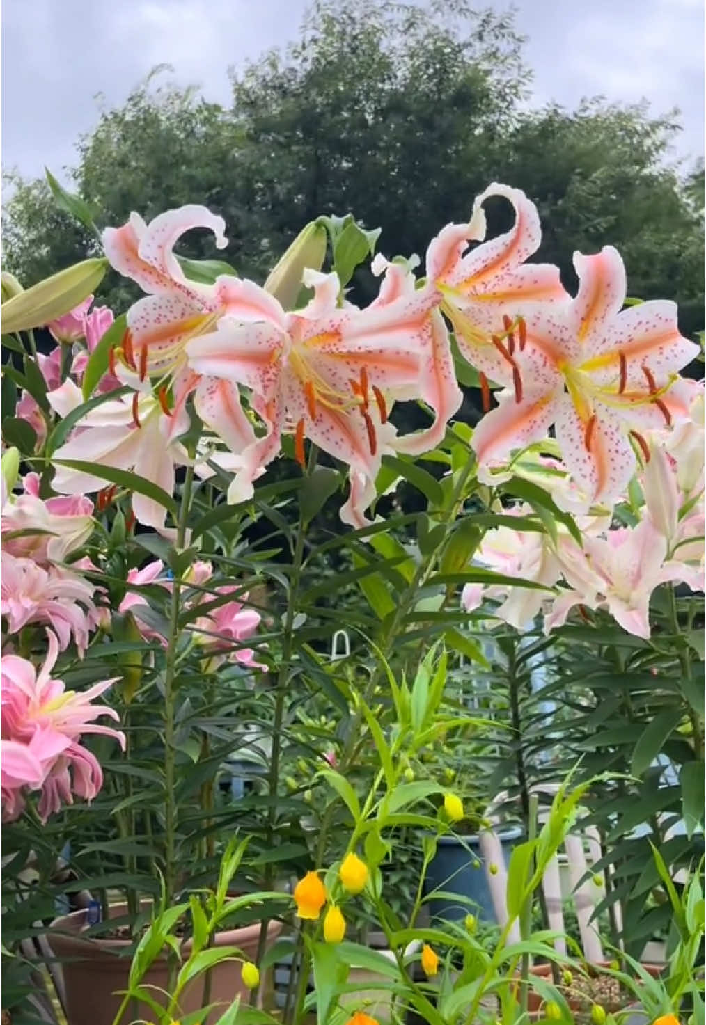 E Ly này cao khều nhưng hoa to và thơm nè mm ơi 🥰🥰#yeuhoa #flowers #xuhuong #xuhuongtiktok #foryoupage #foryou #hoatết #fyp #hoa #tronghoa #chamhoa #fypage #❤️ #foryoupageofficiall #hoalytet #lily #củly #lilies #ly 