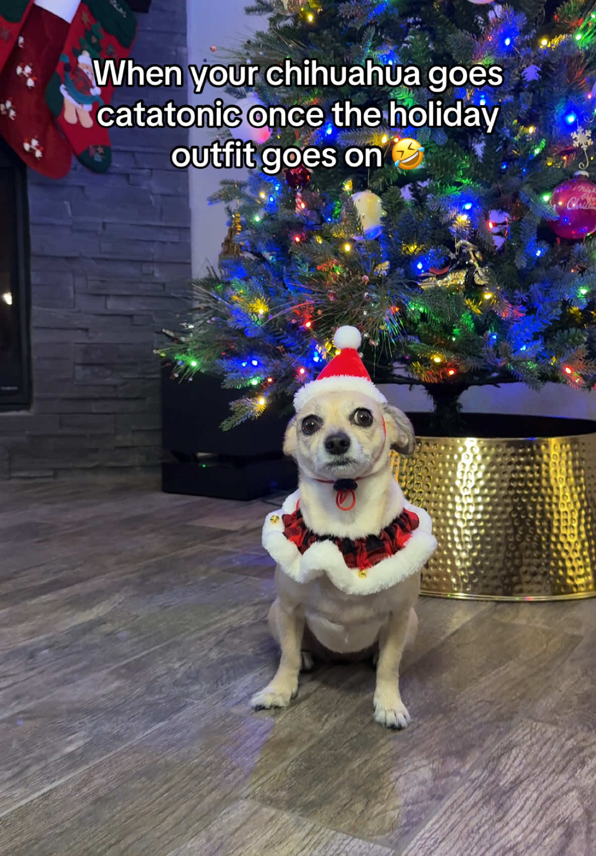 She looks cute and wants to kill me 🤣 #chihuahuastiktok #holidaypets 