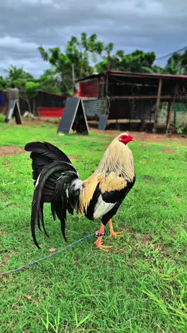 #RSBGF #manok #sabungerotiktok 