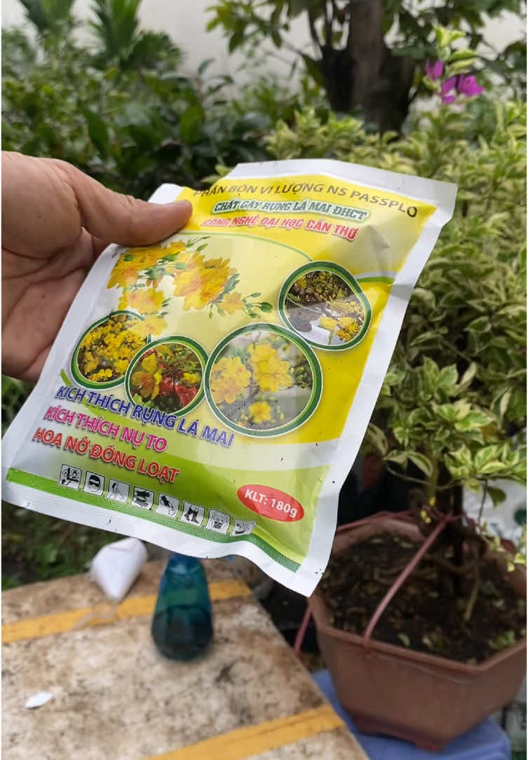 Gây rụng lá Mai vàng, bông giấy, Linh sam, Mai chiếu thuỷ#runglamai #chatrunglamai #rungla #kichnumai 