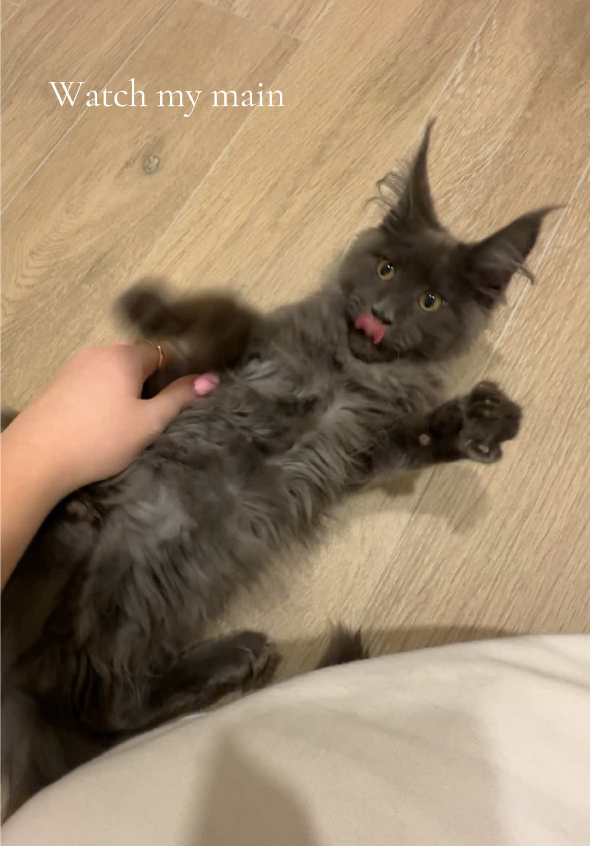 Where did the time go🥲✋🏼 #catsoftiktok #mainecoon