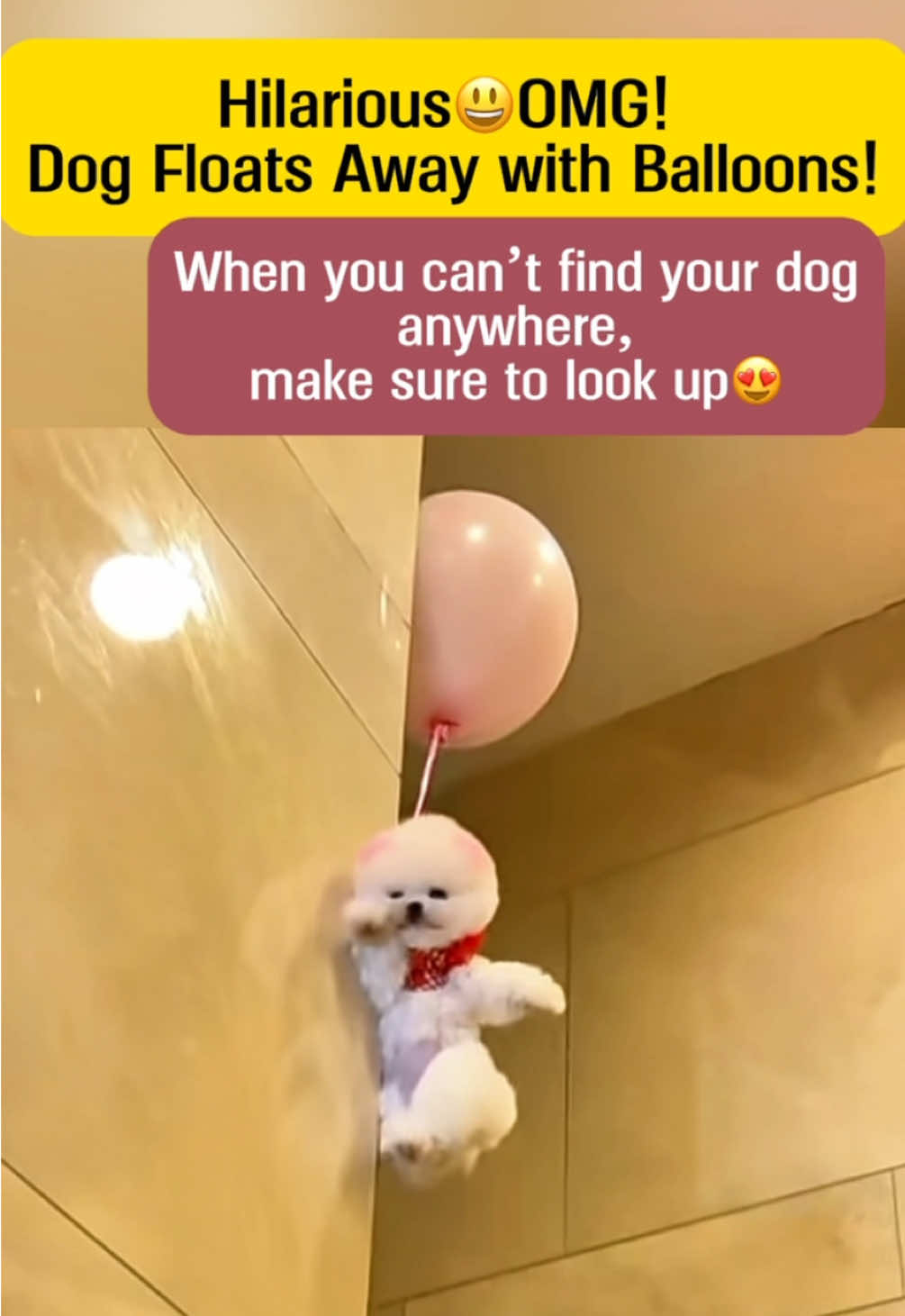Hilarious Moment: Dog Floats Away with Balloons! #shorts #funnydogs #BalloonDog