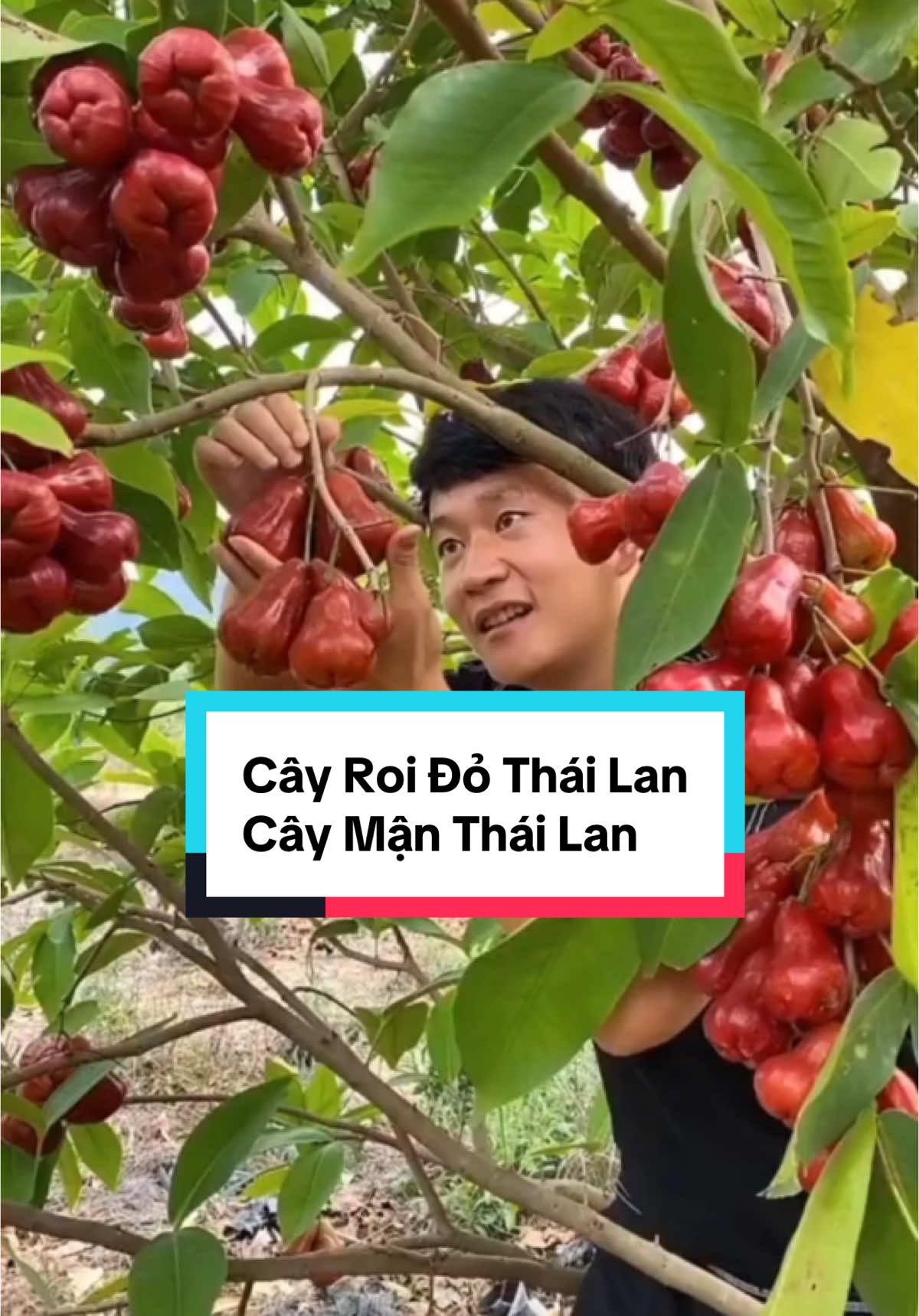 Cây roi đỏ Thái Lan(cây mận đỏ) - cây dễ trồng, sai quả, lợi nhuận cao #cayroido #cayroidothailan #caygiongchatluongcao #roidothai #caygiongquyenvu #nongnghiephiendai 