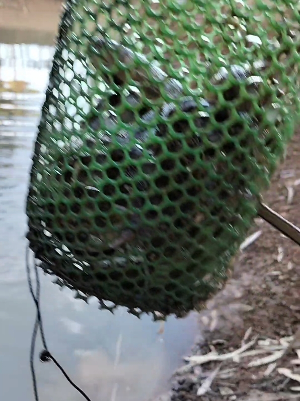 #fypシ゚viral #tiktok2024🥳🥳🥳🎉🎉🎉 #នុយស្នេហ៍ហៅកង្កែប🐸 #fvpシ💕foryou #fvpシ💕foryou #tektokviralvideo #frong #លបកង្កែប #Haanminh 