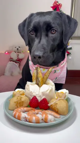 #pet #cute #dog #labrador #feed 