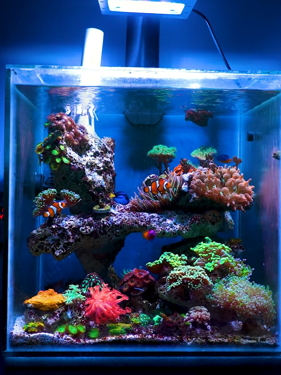 Un poco de paz #reeftank #reef #saltwateraquarium  #reefaquarium #acuariomarino #nanoreef #arrecife 
