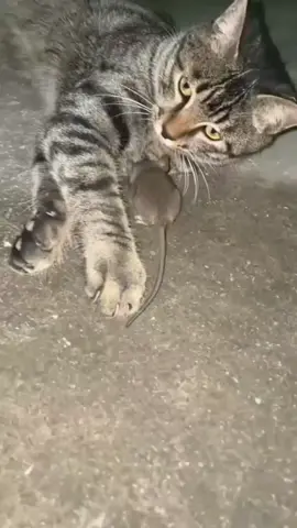 #catandmouse #funnycat 