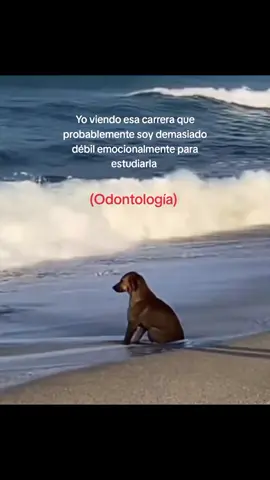 Crisis existenciales de Odontologos Ig _sar.ami_ #teamwork #bootcamp #untalfredo 