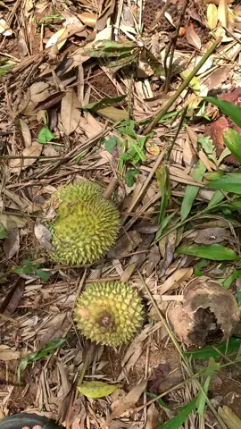 2 biji je #upinipin #durian #durianupinipin 