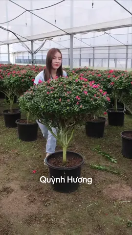 Hoa đỗ quyên sưu tầm sỉ lẻ lh @365140841 #hoadoquyen #caycanh #samvuon