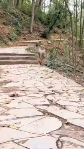 Monyet Lari Bolos Sekolah, Dasar Monyeet  #LIVEhighlights #animal #funnyvideos #funnyanimals 