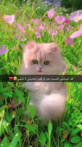 #اكسبلورexplore #رهط_تل_اسبع_اشقيب_عرعره_حوره_بير_هداج📻 #تصويري_احترافي_الاجواء👌🏻🕊😴 #اكككككككككككسسسسسبلللور #العبارات_عليكم🙂🖤🖇 