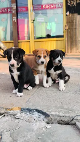 Ole cute babu gula …//🤗🤍🐕 #maruf_billah_0 #different #yfp #yfpシforyou #foryou #foryoupageofficiall #tiktok #tiktokbd #rajshahi #rajshahisquad #winter #wintervibes #doglover #babydog #cutebaby #cute 