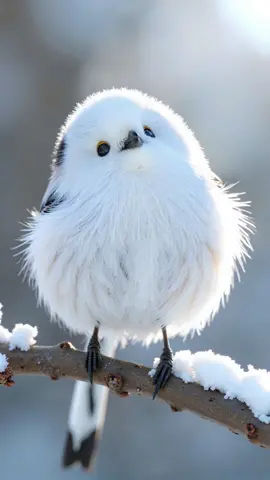 #Ai #シマエナガ #シマエナガちゃん #鳥 #小鳥 #雪 #冬 #可愛い #癒し #ヒーリング #北海道 #北国 #綺麗 #珍しい #森 #林 #札幌 