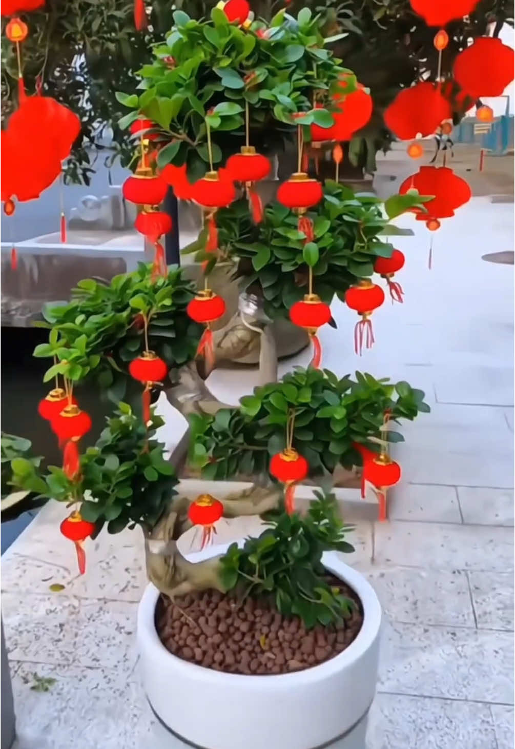 Set 30 quả cầu nhung đỏ treo cây, trang trí ngày tết nha mọi ngừoi ơi#denlongtreocay#trangtritet #giadung #giadungtienloi #giadungtienich #giadungthongminh #xuhuong #xuhuongtiktok 