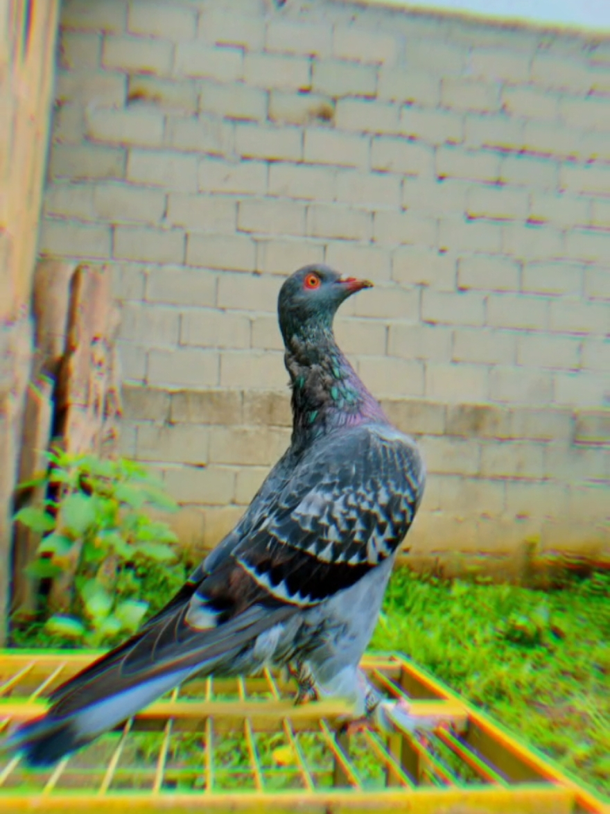 dr 0 bismillah👑 #kenwoodmerpati #fyp #merpati #merpatikolong #merpatikolongbebas #merpatikolongindonesia #merpatilovers 