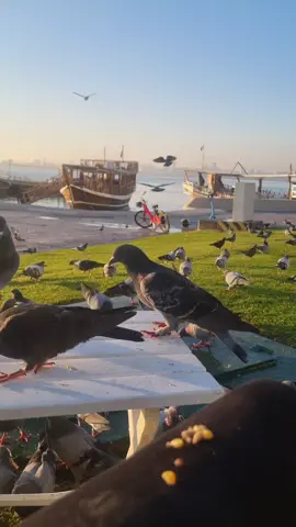 #قطر_الدوحة🇶🇦 #الجزائر🇩🇿 #اللهم_سخرلي_ملائكتك_وجنود_ارضك #اللهم_لك_الحمد_ولك_الشكر_حتى_ترضى 