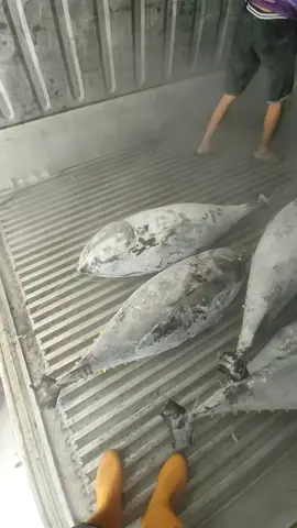 loading tuna Frozen #fish #ikanbesar #yf#be#videoreal #fyp#trending 