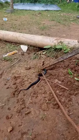 penemuan anak ular king kobra masih kecil