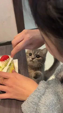Baby, is the cake delicious?#cutecat #pet #kucing #kitty 