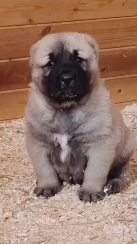 🔥👌  #kangal #puppy #malaklı #anatolianshepherddog #alabai #volkodav #dog #dogsoftiktok #doglover #bigdog #foryou #fyp #viral